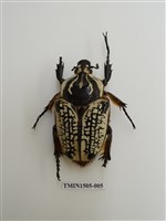 藏品(金龜子科(十一))的圖片